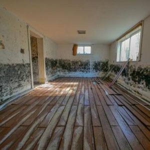 how to get rid of mold in basement