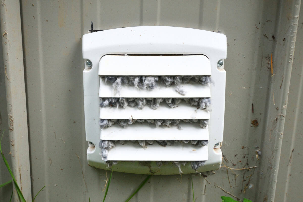 How To Keep Birds Out Of Dryer Vent (The Easy Way) 1 keep birds out of dryer vent