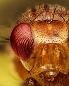 how to get rid of gnats in house