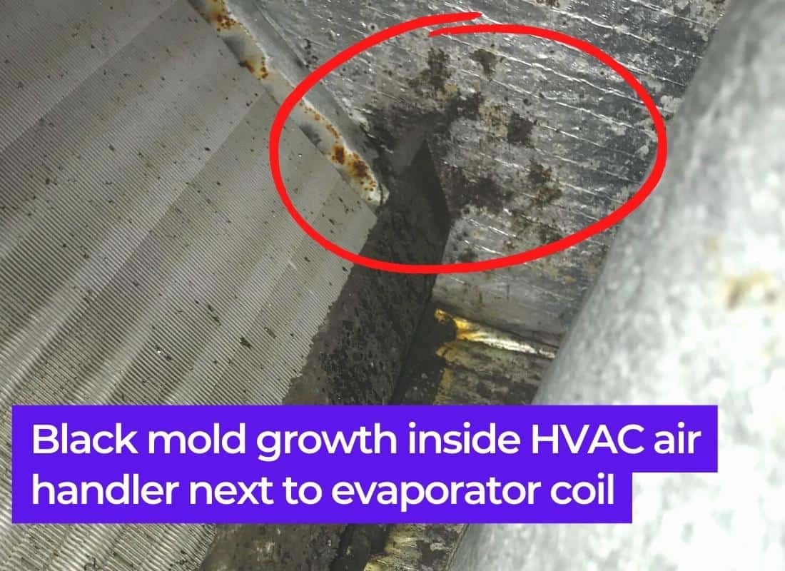 Signs of Black Mold In Air Vents (A/C Unit Symptoms?) 3