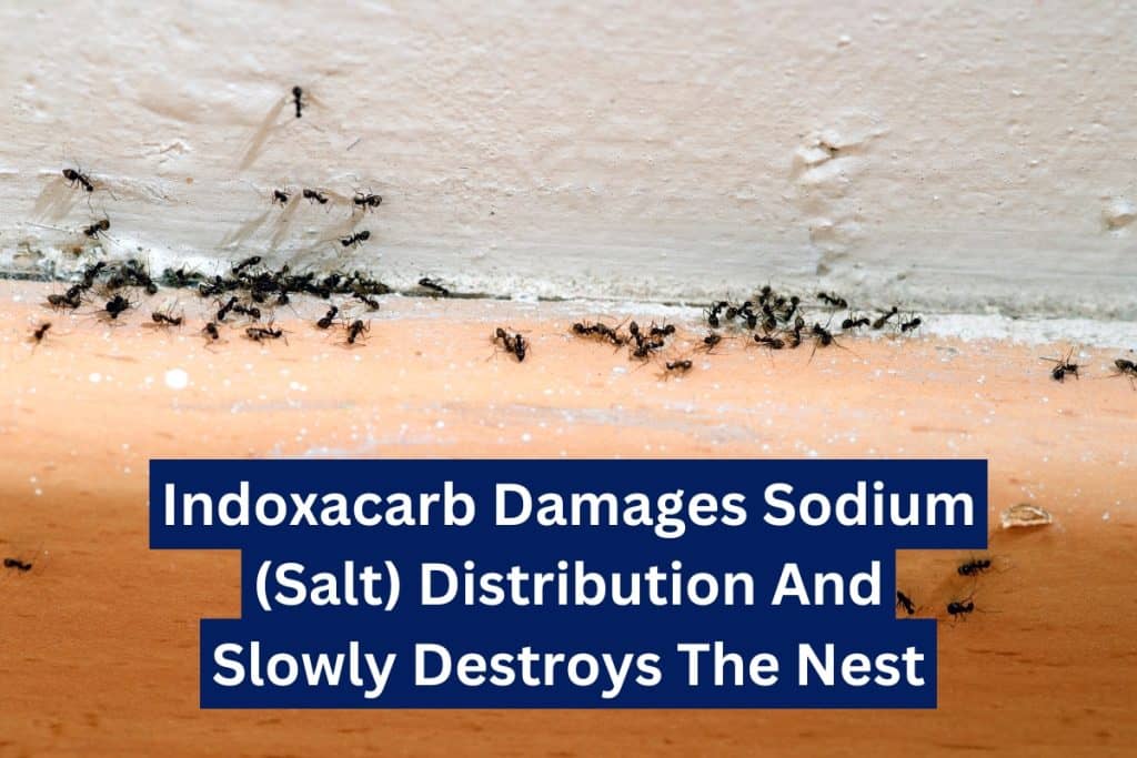 9 Ways To Get Rid of Ants (Natural & Insecticide) 7