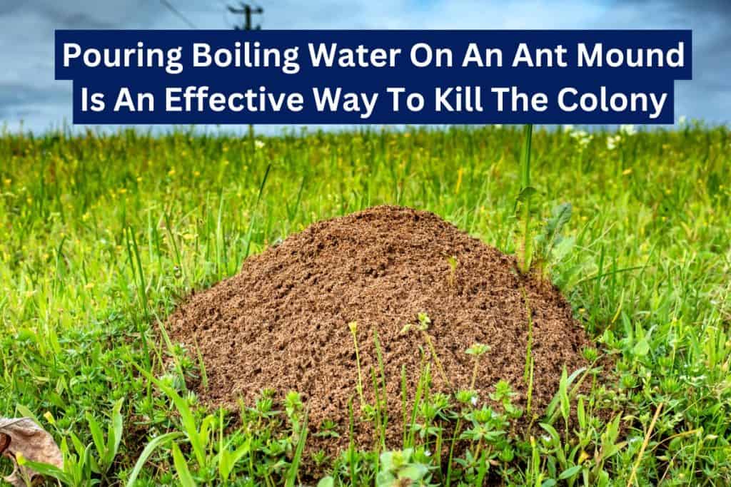 9 Ways To Get Rid of Ants (Natural & Insecticide) 6