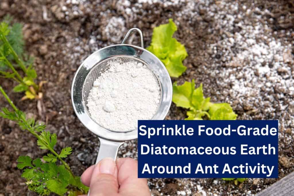 9 Ways To Get Rid of Ants (Natural & Insecticide) 4