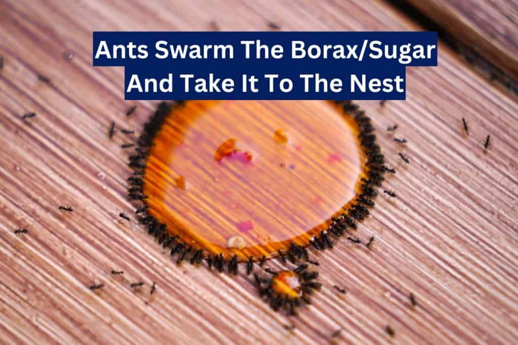 9 Ways To Get Rid of Ants (Natural & Insecticide) 2
