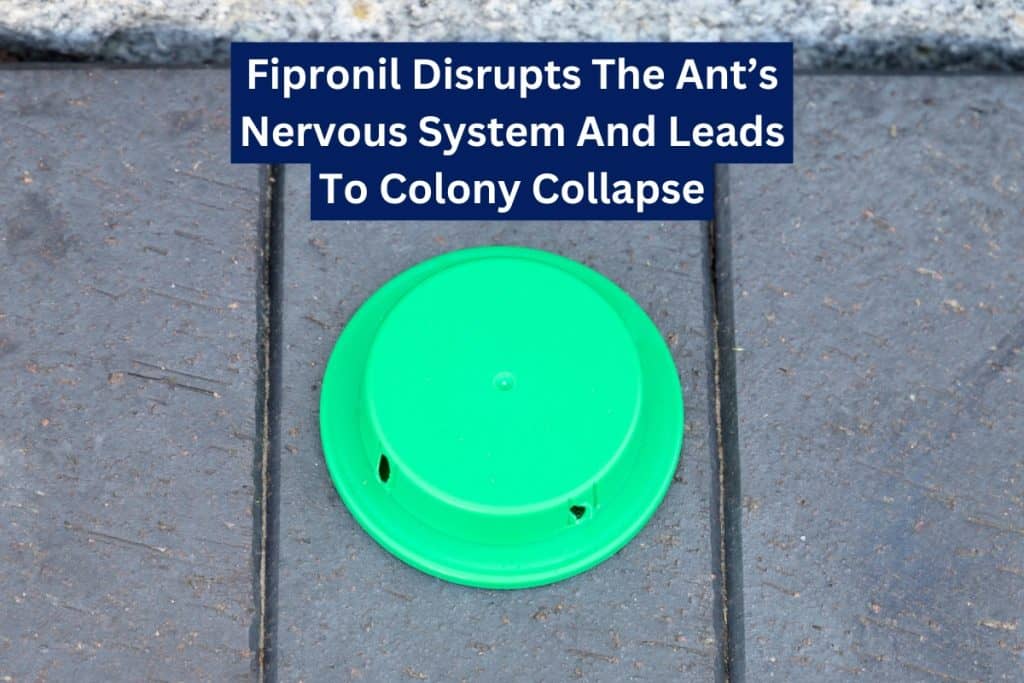 9 Ways To Get Rid of Ants (Natural & Insecticide) 3