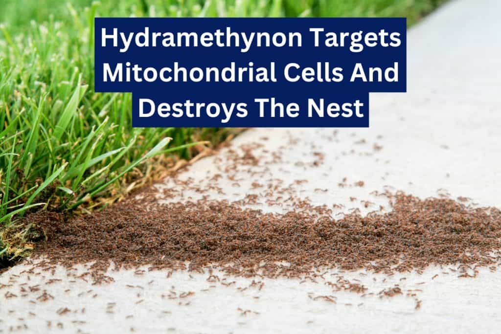 9 Ways To Get Rid of Ants (Natural & Insecticide) 5