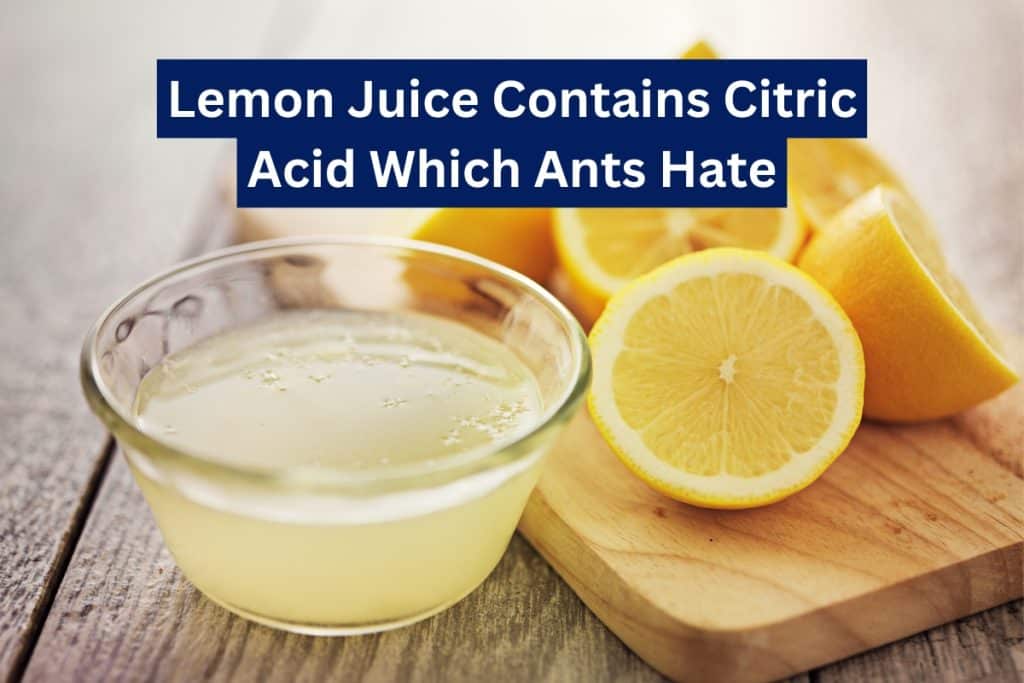 9 Ways To Get Rid of Ants (Natural & Insecticide) 10