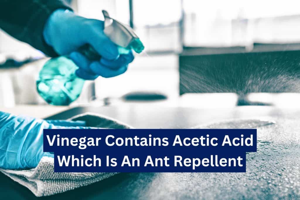 9 Ways To Get Rid of Ants (Natural & Insecticide) 8