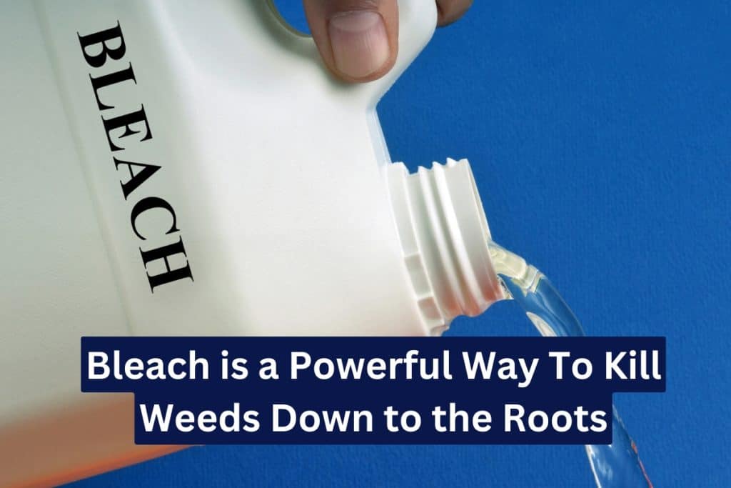 bleach for homemade weed control (1)