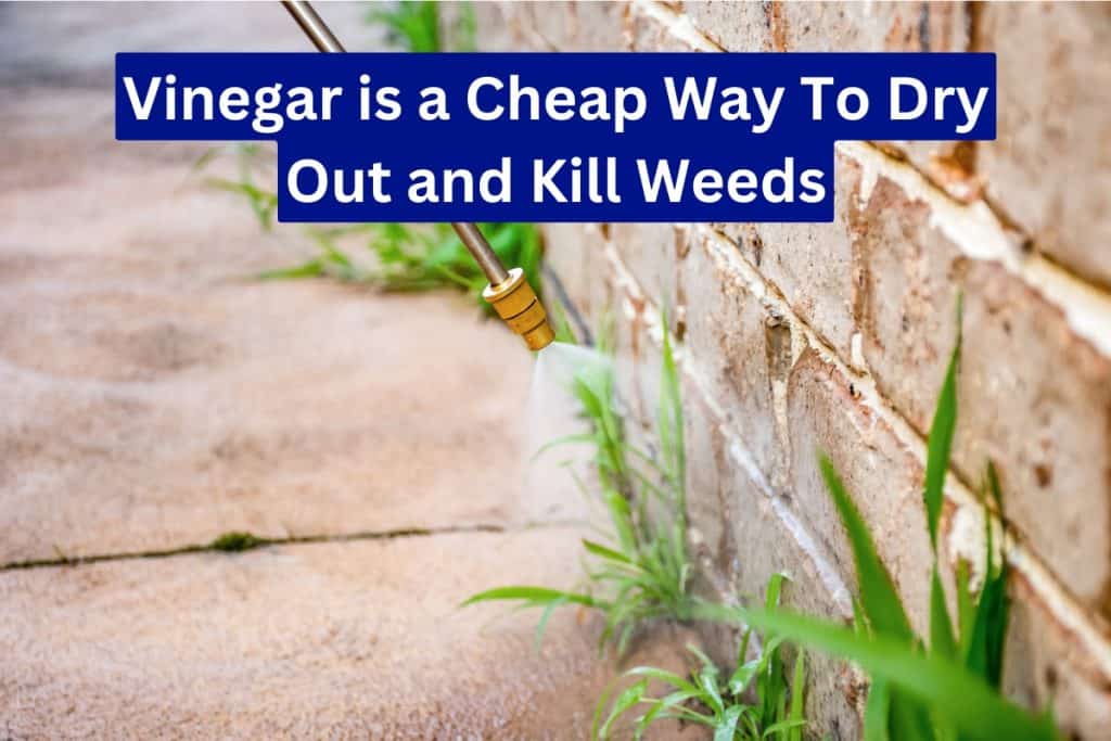 vinegar as natural weed killer