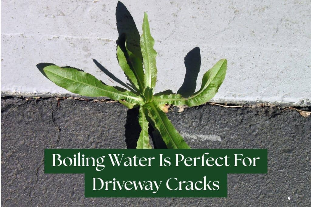 7 Ways To Get Rid of Poison Ivy (Natural And Herbicidal Strategies) 3 boiling water for poison ivy