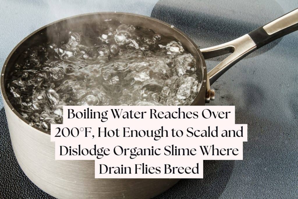 12 Ways To Get Rid of Drain Flies (Natural & Chemical Methods) 2 boiling water to kill drain flies