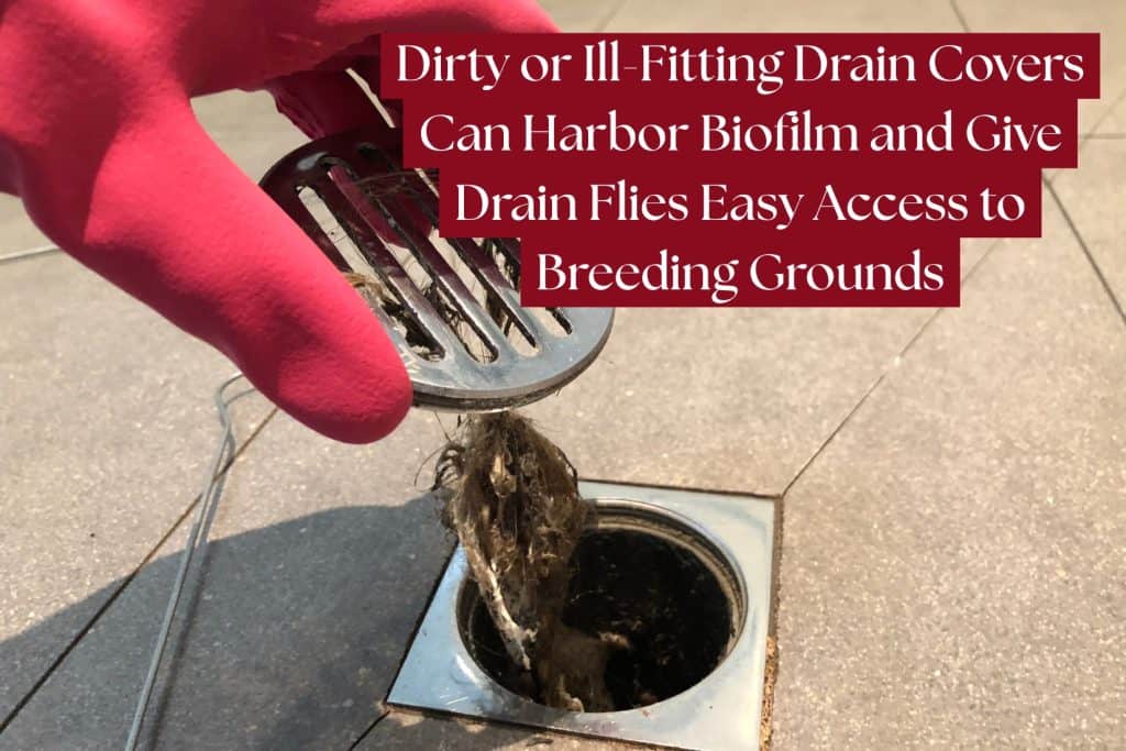 12 Ways To Get Rid of Drain Flies (Natural & Chemical Methods) 8 clean replace drain cover for drain flies