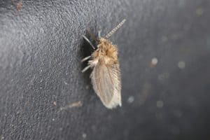 get rid of drain flies