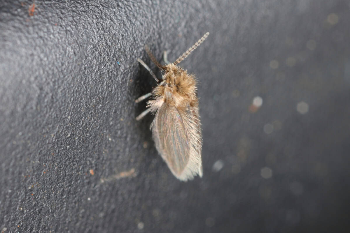 get rid of drain flies get rid of drain flies