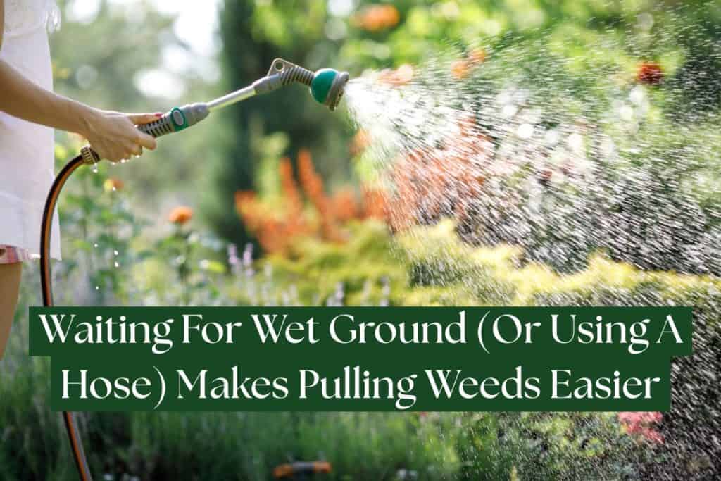 7 Ways To Get Rid of Poison Ivy (Natural And Herbicidal Strategies) 2 hand pulling poison ivy