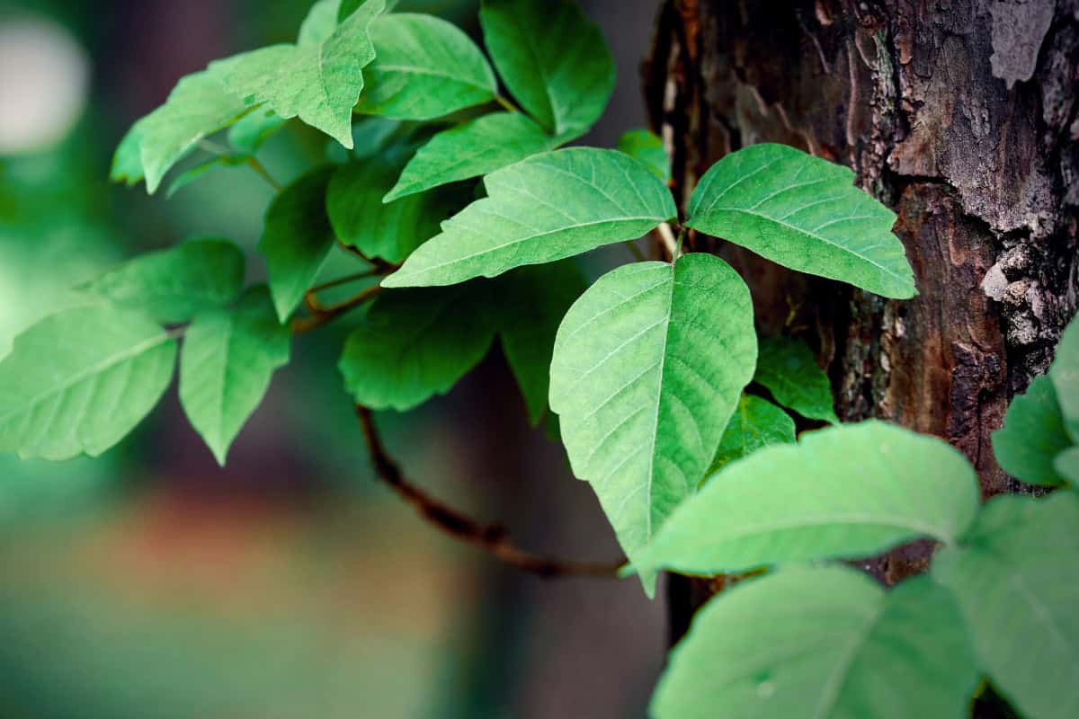 7 Ways To Get Rid of Poison Ivy (Natural And Herbicidal Strategies) 1 how to get rid of poison ivy