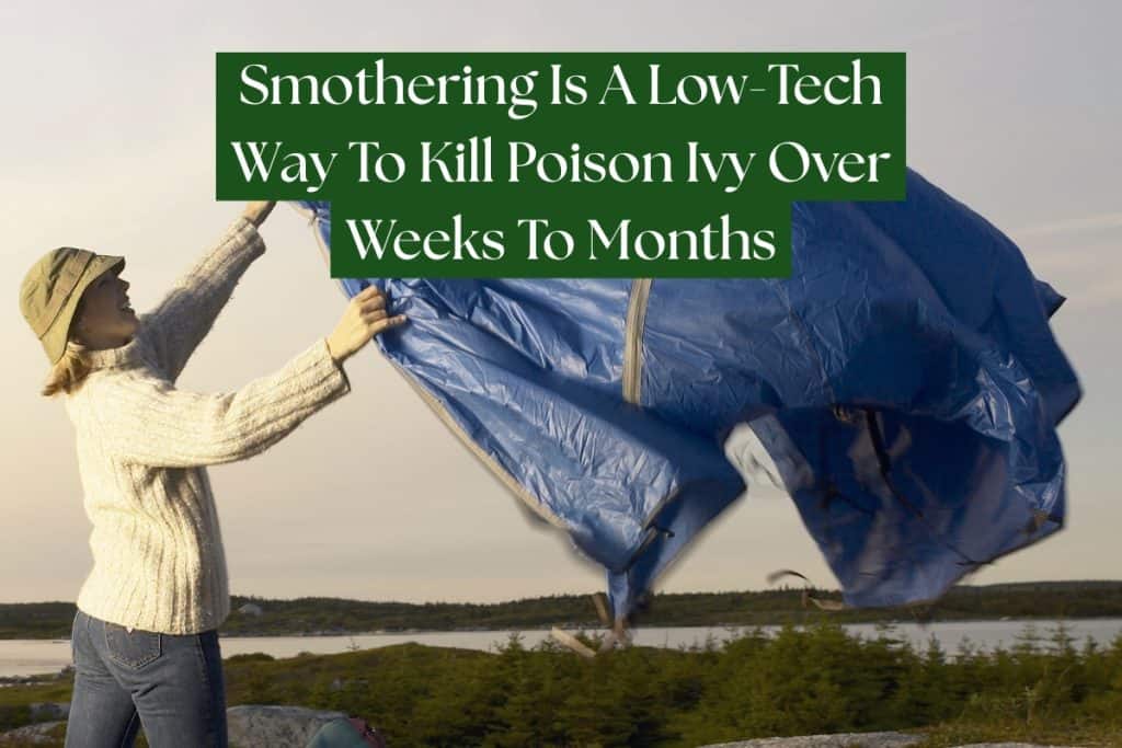 smothering to kill poison ivy smothering to kill poison ivy (1)