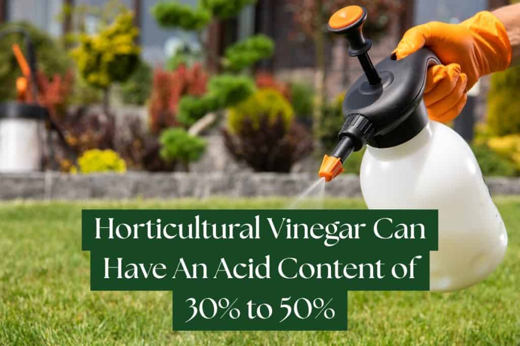 7 Ways To Get Rid of Poison Ivy (Natural And Herbicidal Strategies) 4 vinegar to kill poison ivy