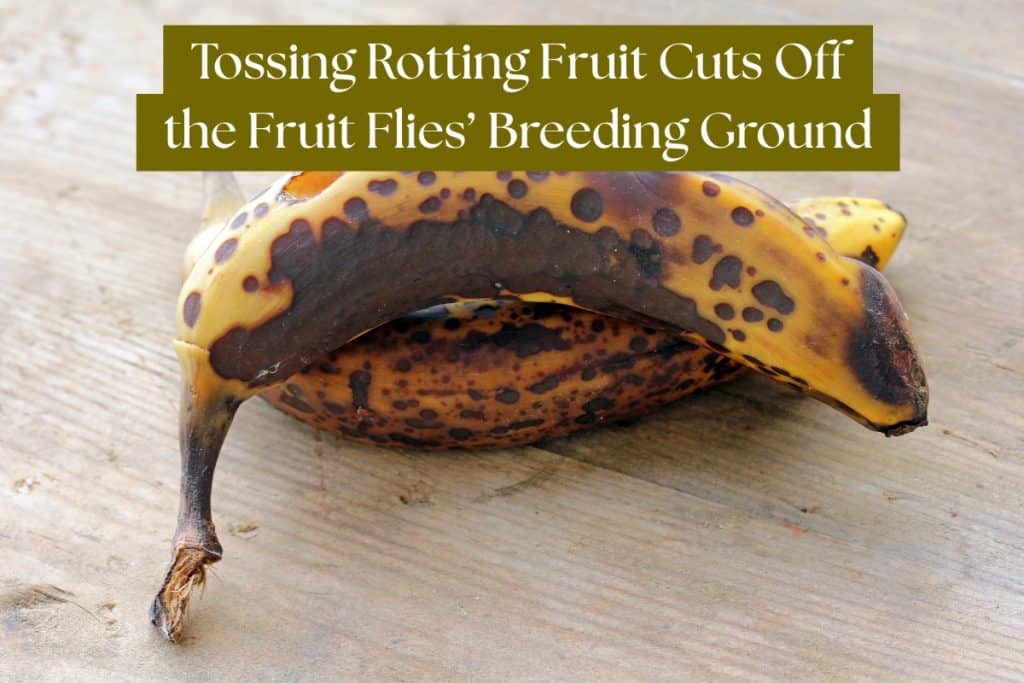 Say Goodbye to Fruit Flies: 7 Home Remedies That Really Work 4 tossing rotted fruit to deter fruit flies