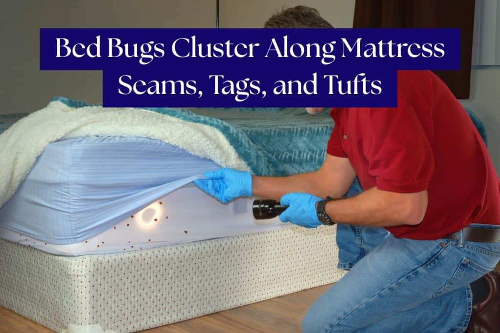 inspecting mattress for bed bugs inspecting mattress for bed bugs