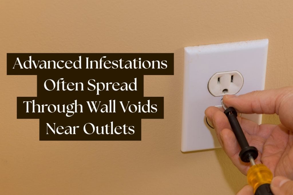 How To Check For Bed Bugs (Signs And Inspection Tips) 4