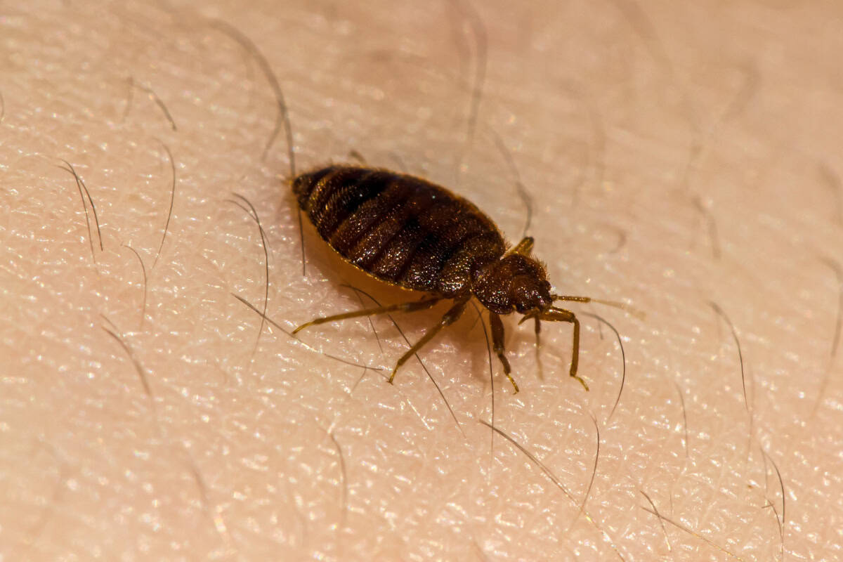 how to check for bed bugs how to check for bed bugs