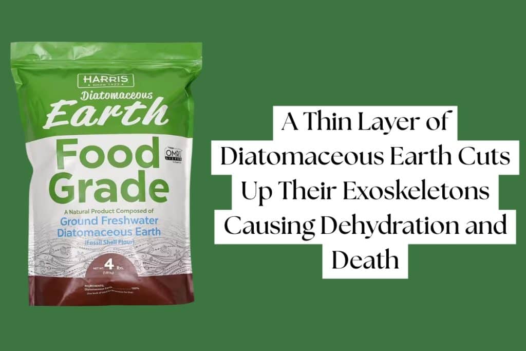 11 Proven Ways to Get Rid of Carpet Beetles (DIY, Pro, & Prevention) 9 diatomaceous earth to kill carpet beetles