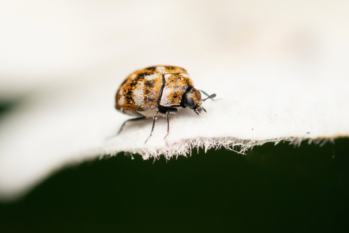 11 Proven Ways to Get Rid of Carpet Beetles (DIY, Pro, & Prevention) 1 get rid of carpet beetles (2)
