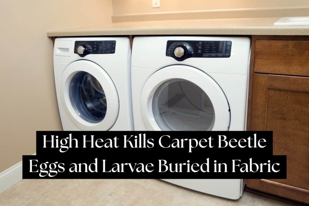 11 Proven Ways to Get Rid of Carpet Beetles (DIY, Pro, & Prevention) 6 hot washing drying to kill carpet beetles