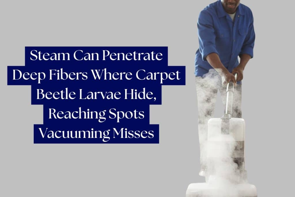 11 Proven Ways to Get Rid of Carpet Beetles (DIY, Pro, & Prevention) 7 steam cleaning to kill carpet beetles