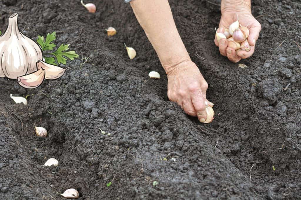 From Clove to Kitchen: A Simple Guide on How to Grow Garlic Plants 5 planting garlic in rows