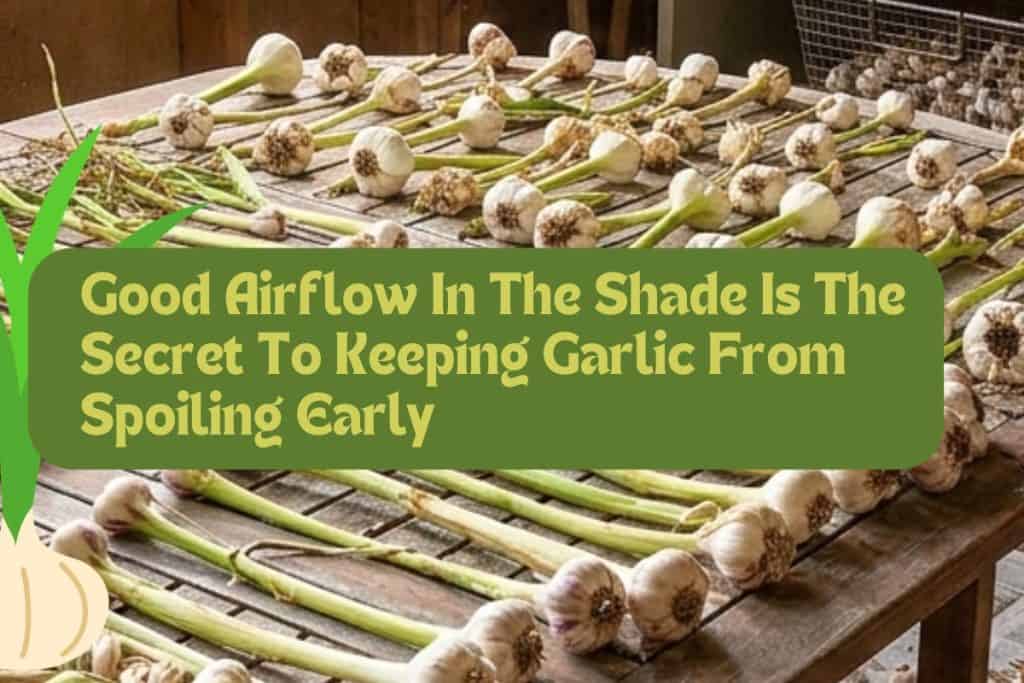 From Clove to Kitchen: A Simple Guide on How to Grow Garlic Plants 7 curing drying garlic
