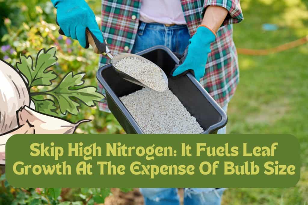 garlic fertilizer garlic fertilizer