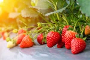 Diane Dunn 2 growing strawberries