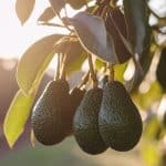 Home (GB) 5 how to grow avocado from seed