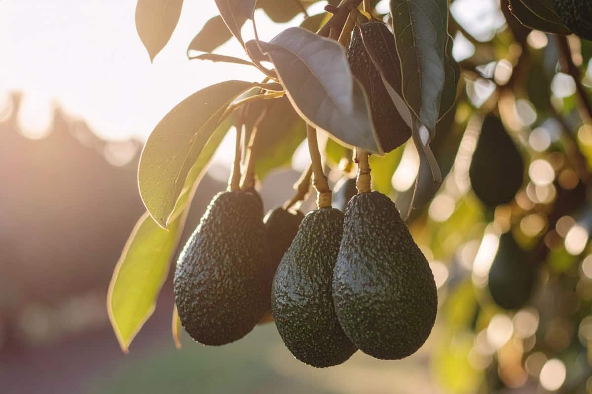 6 Steps to Grow an Avocado from Seed (Beginner’s Guide) 1 how to grow avocado from seed