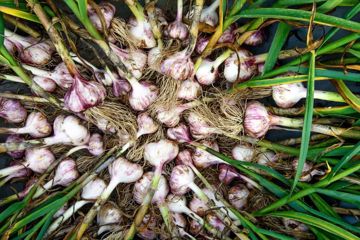 From Clove to Kitchen: A Simple Guide on How to Grow Garlic Plants 1 how to grow garlic