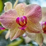 Home (GB) 2 how to grow orchids