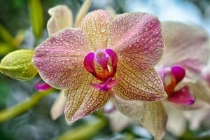 Diane Dunn 4 how to grow orchids