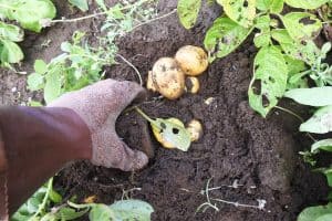 Diane Dunn 6 how to grow potatoes