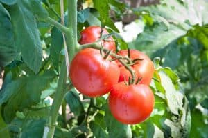Diane Dunn 10 how to grow tomatoes