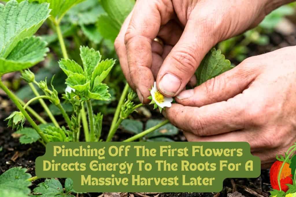 The Complete Guide to Growing Sweet, Juicy Strawberries at Home 6 pinching flowers for strawberry harvest