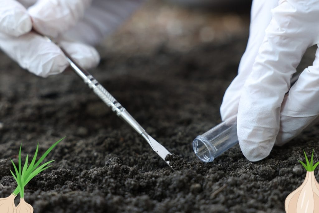 From Clove to Kitchen: A Simple Guide on How to Grow Garlic Plants 4