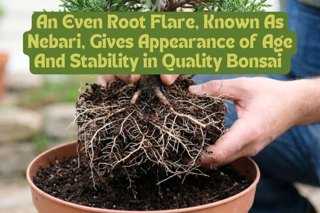 choosing a healthy bonsai tree