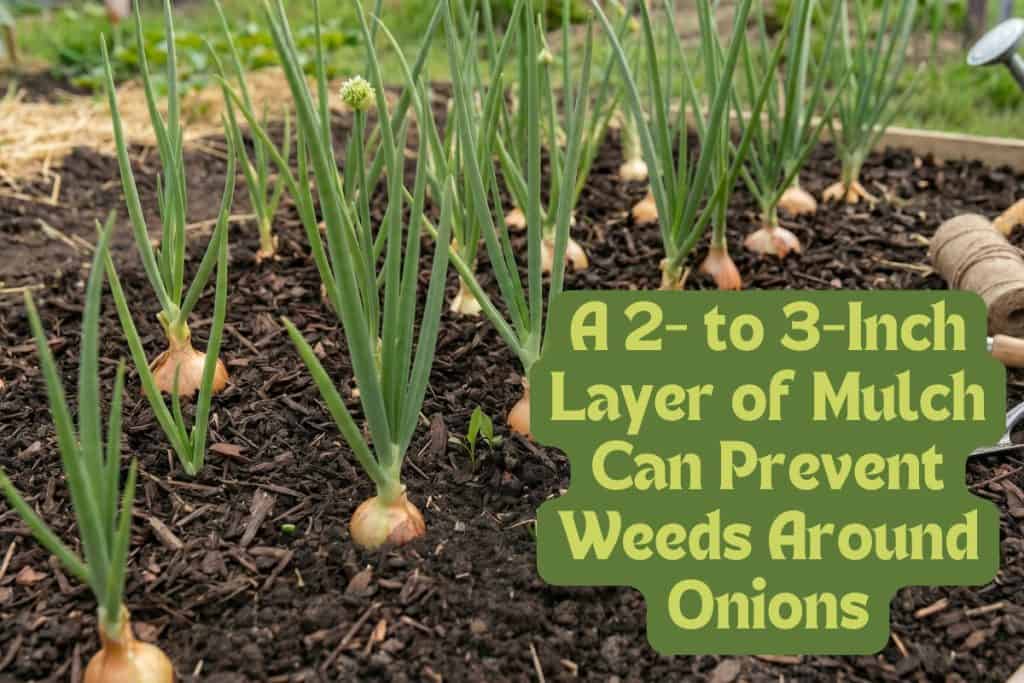 apply mulch to onions for weeds and pests