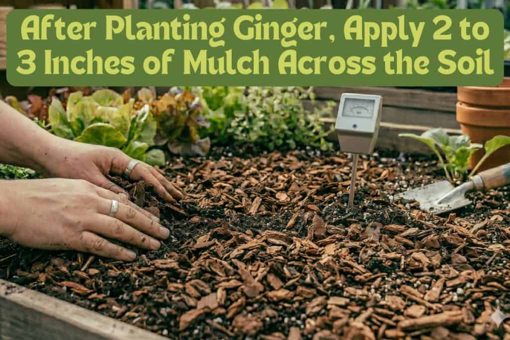 applying mulch to planted ginger