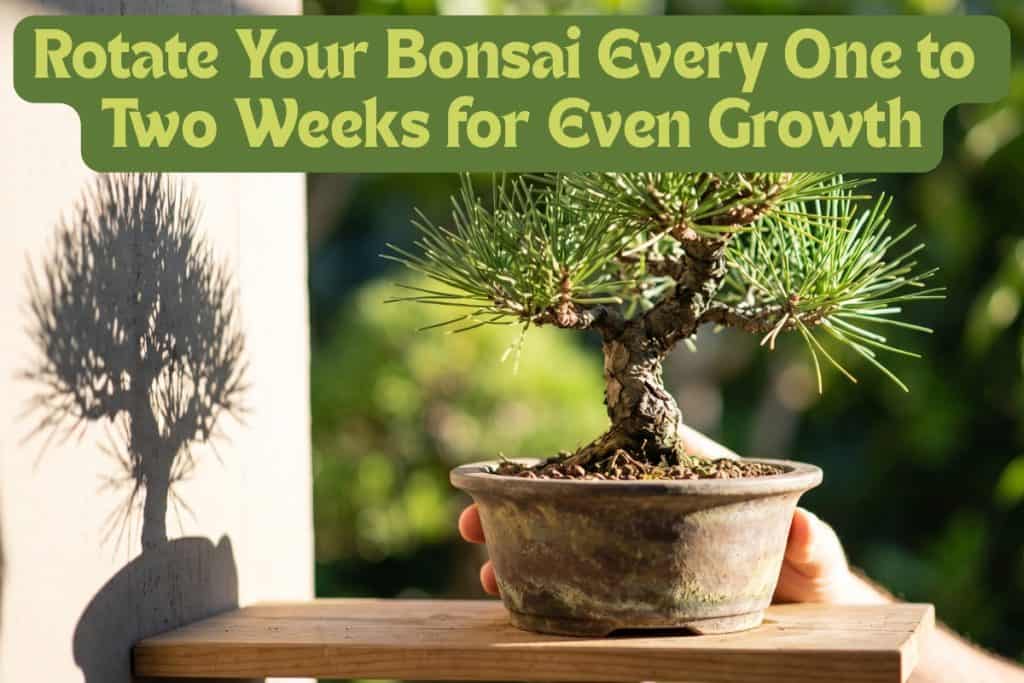 bonsai tree light requirements