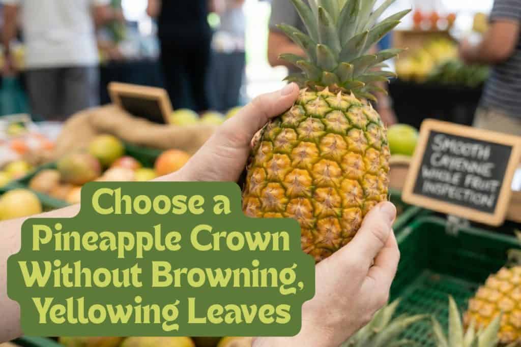 buy a healthy pineapple