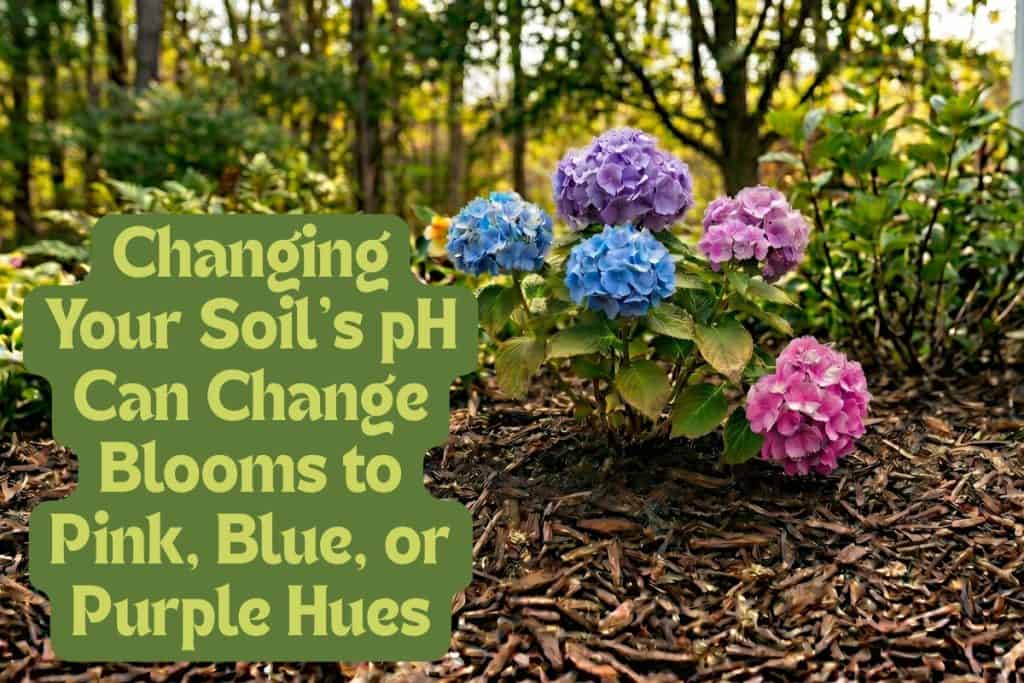 change soil ph to change hydrangea color